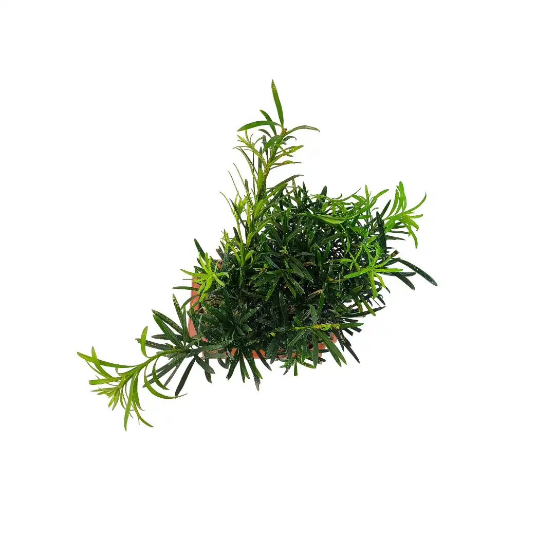 Бонсай Подокарпус / Bonsai Podocarpus купить