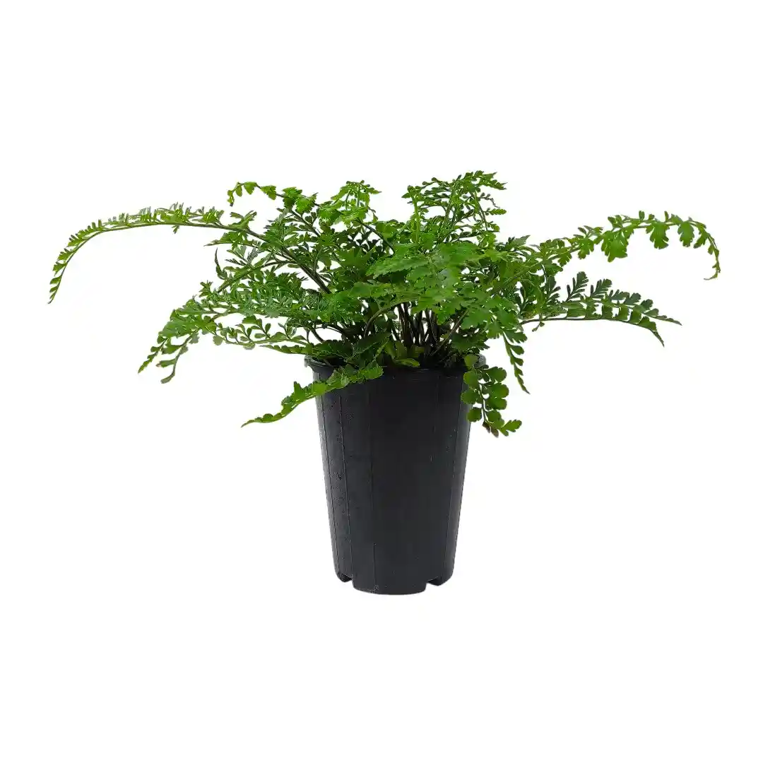 Нефролепис Джимми/ Nephrolepis exaltata Jimmy' купить