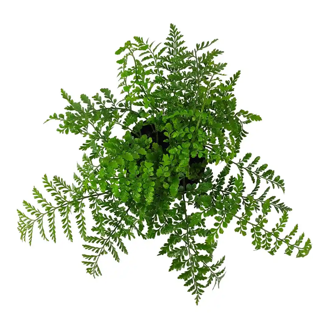 Нефролепис Джимми/ Nephrolepis exaltata Jimmy' купить