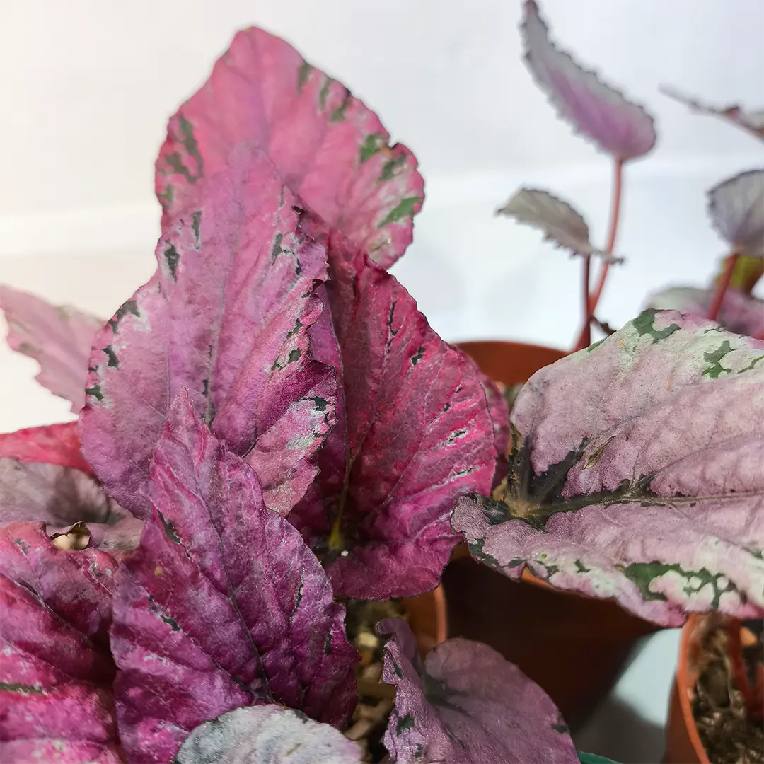 Бегония Белеаф, Рекс/ Begonia Beleaf gemengd купить
