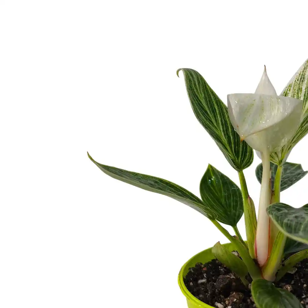 Philodendron Birkin Galaxy вариегатный лист