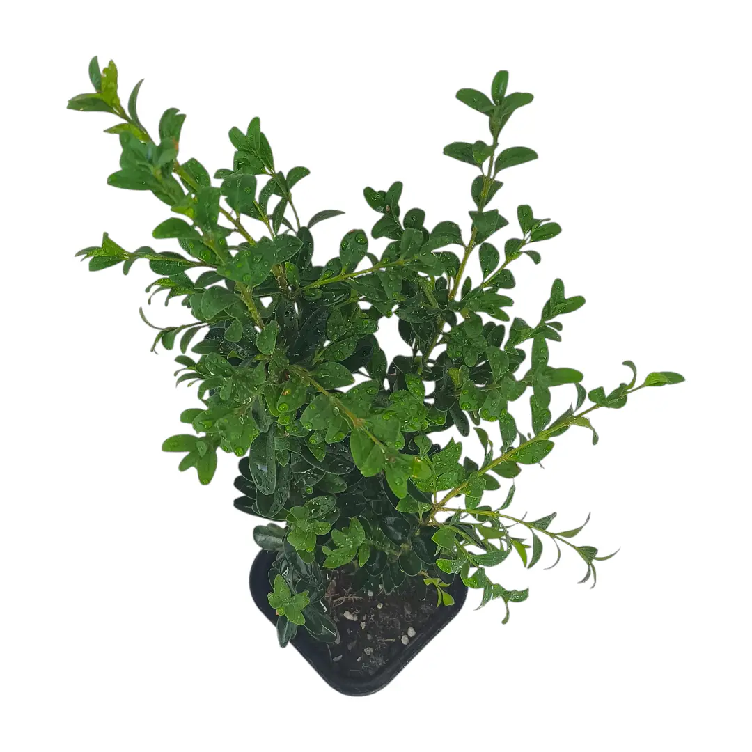 Самшит / Buxus