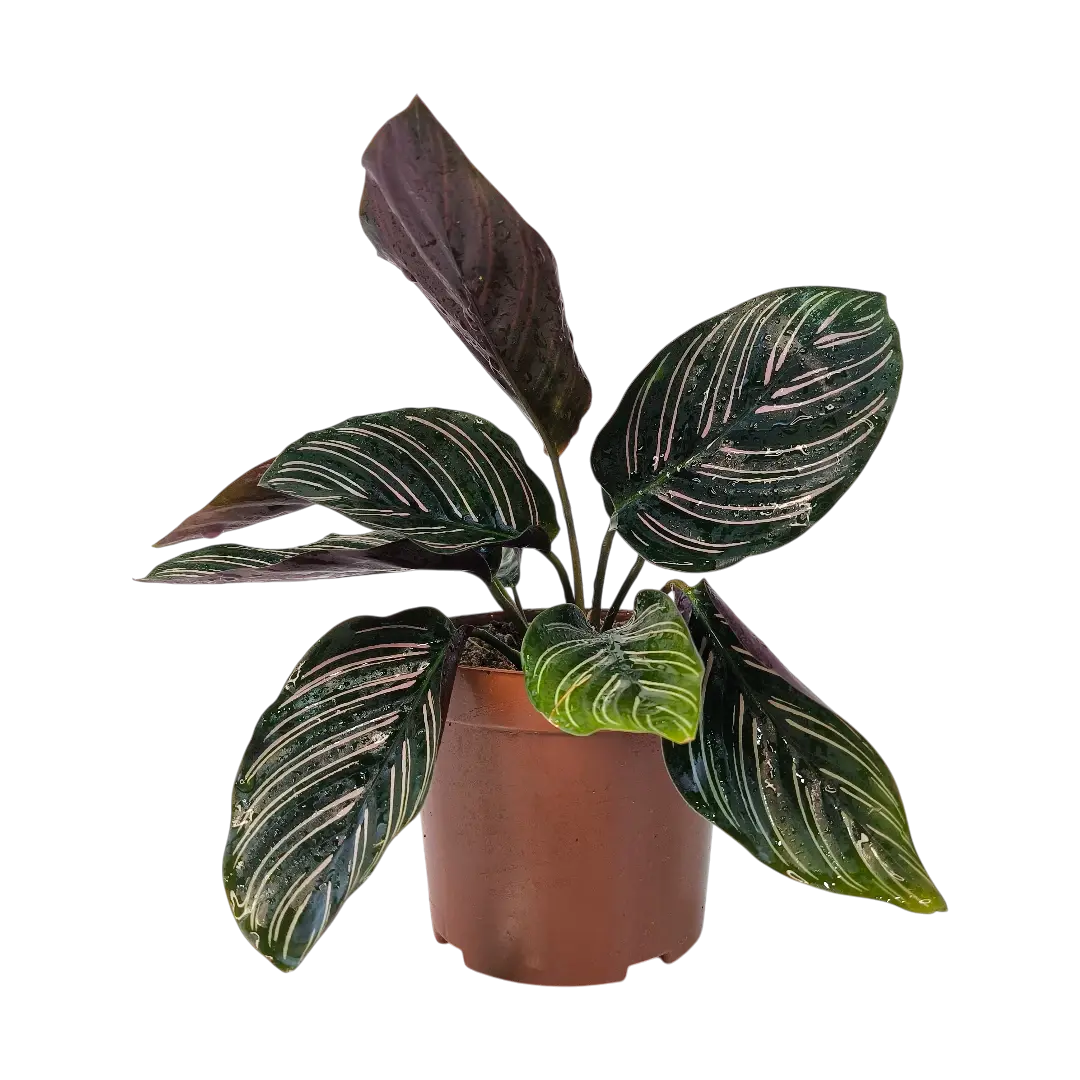 Калатея Сандериана Орната/ Calathea sanderiana, Ornata купить