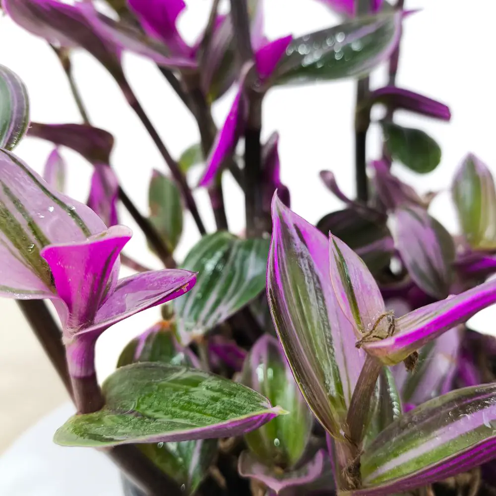 Традесканция Нанук/ Tradescantia Nanouk купить
