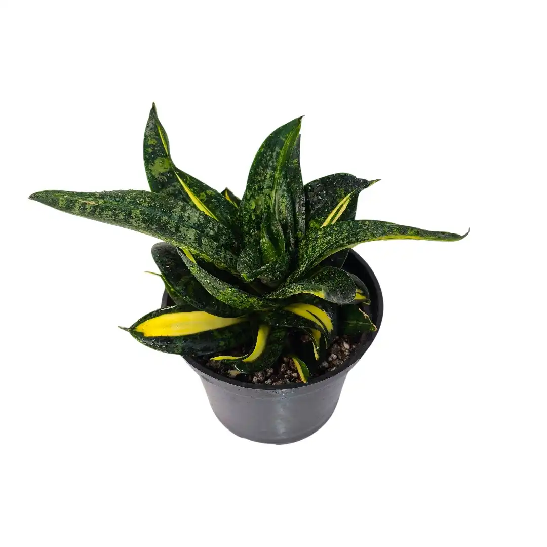 Dracaena trifasciata Hahnii Tornado розетка