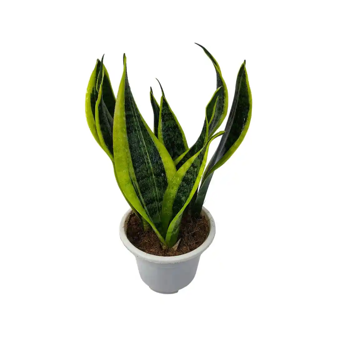 Сансевиерия Футура Суперба / Sansevieria Futura Superba купить