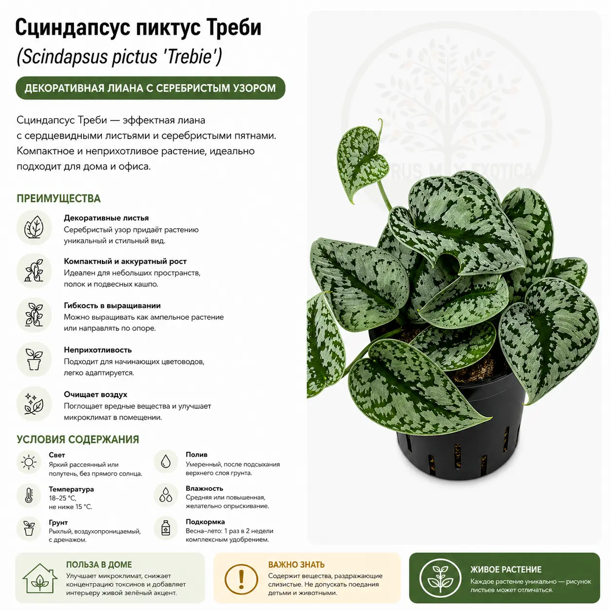 Сциндапсус пиктус Треби / Scindapsus pictus Trebie купить