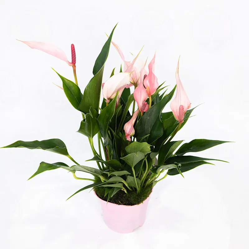 Антуриум Лилли / Anthurium Lilli купить