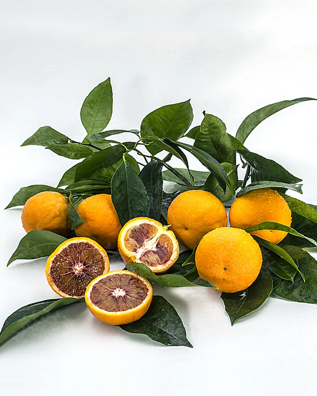 Апельсин Сангениум Пернамбуко / Orange Sanguineum Pernambuco — цитрусовое растение, детальное фото
