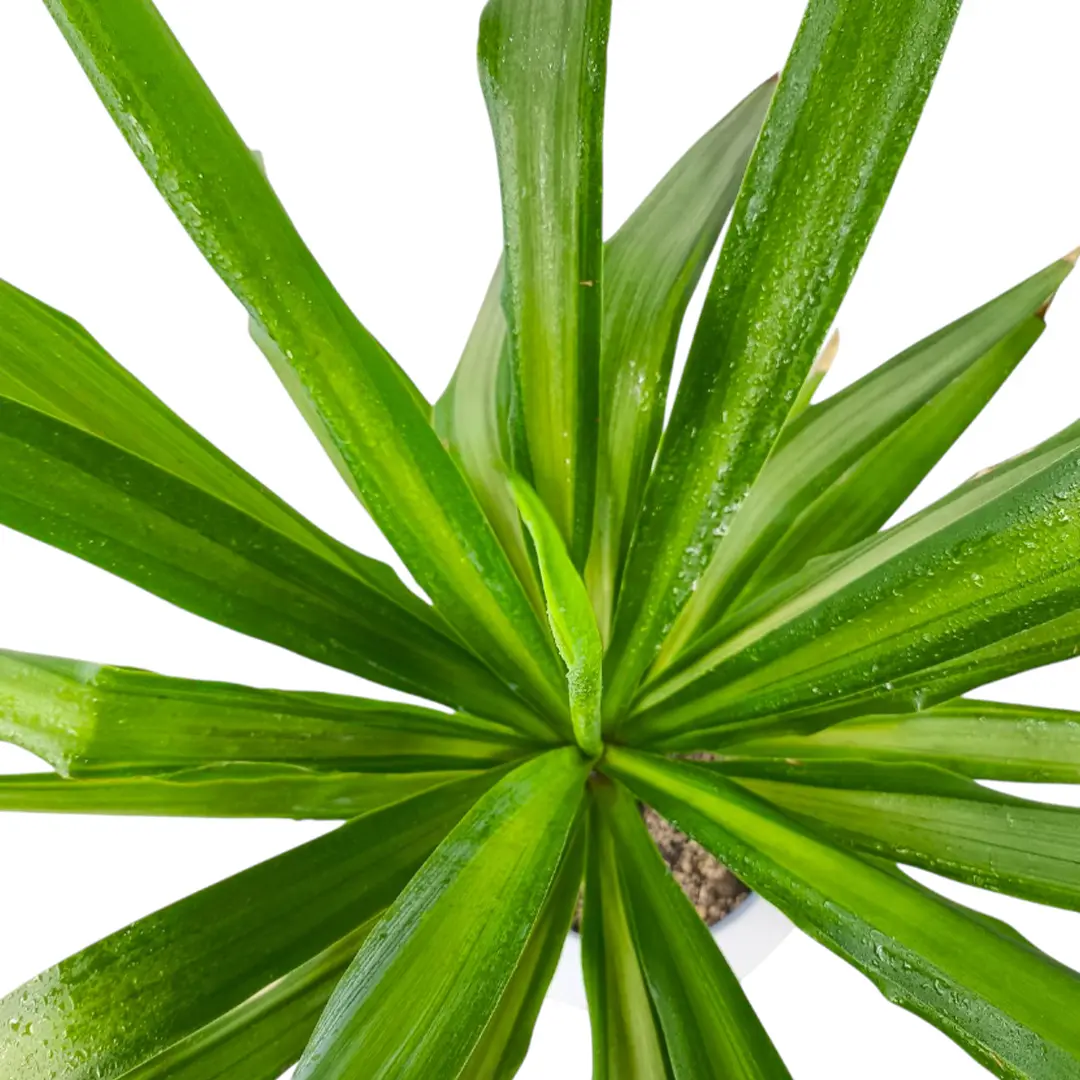 Юкка гигантская (без ствола) / Yucca gigantea купить