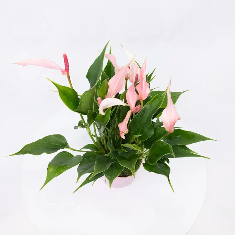 Антуриум Лилли / Anthurium Lilli купить