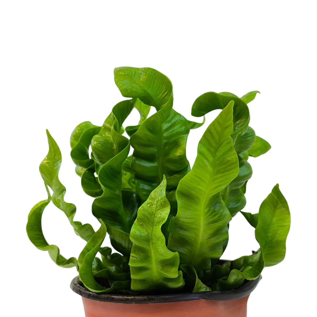 Асплениум Криспи Вейв / Asplenium Nidus Crispy Wave купить