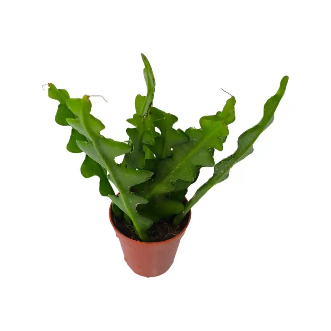 Эпифиллум Ангулигер / Disocactus anguliger, Epiphyllum Аnguliger купить