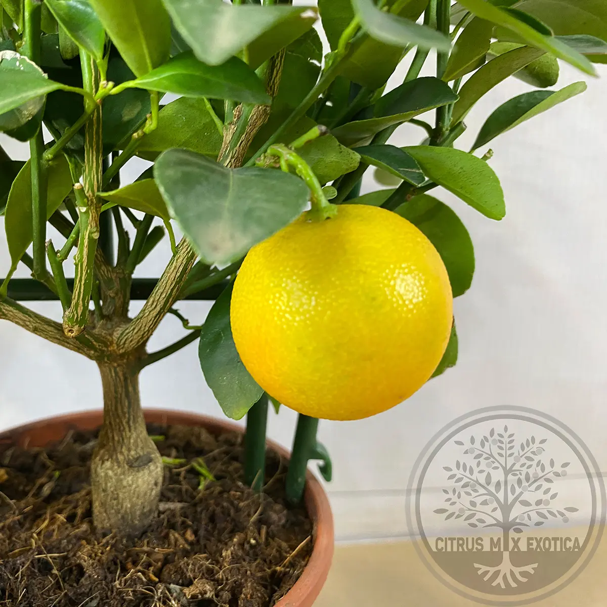 Каламондин на шпалере / Calamondin — цитрусовое растение, детальное фото
