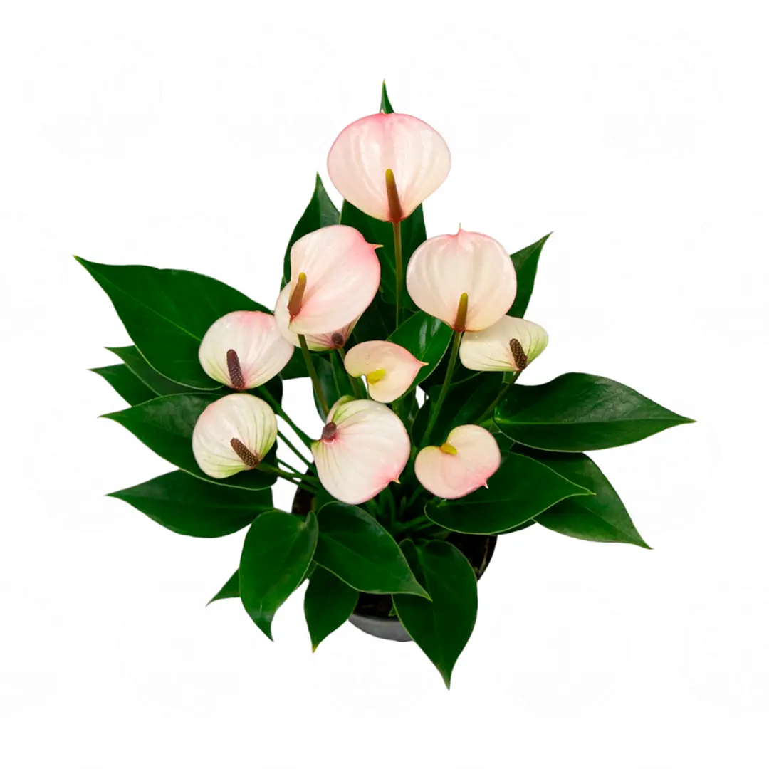 Антуриум Карма Липа / Anthurium KARMA LIPA купить