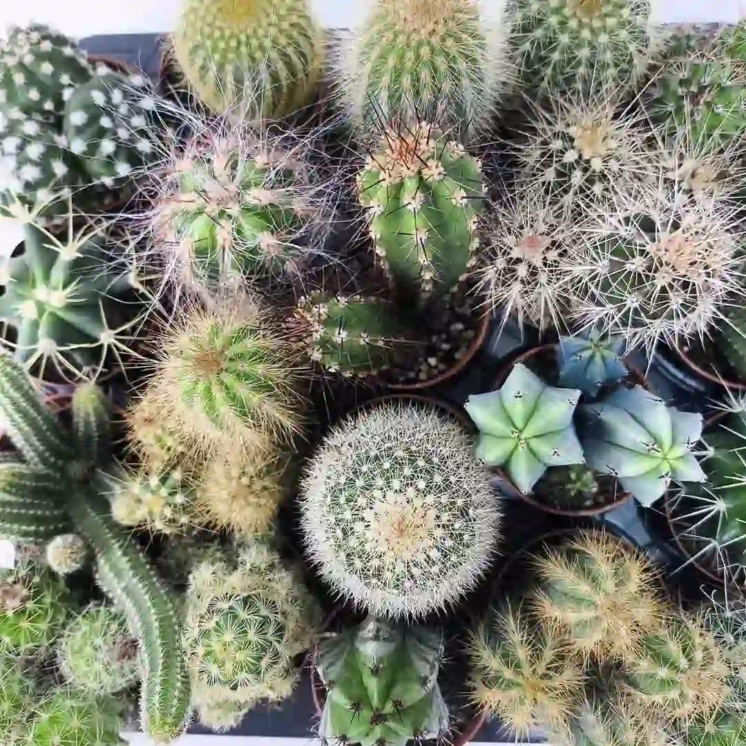 Кактус Микс/ Cactus Mix купить