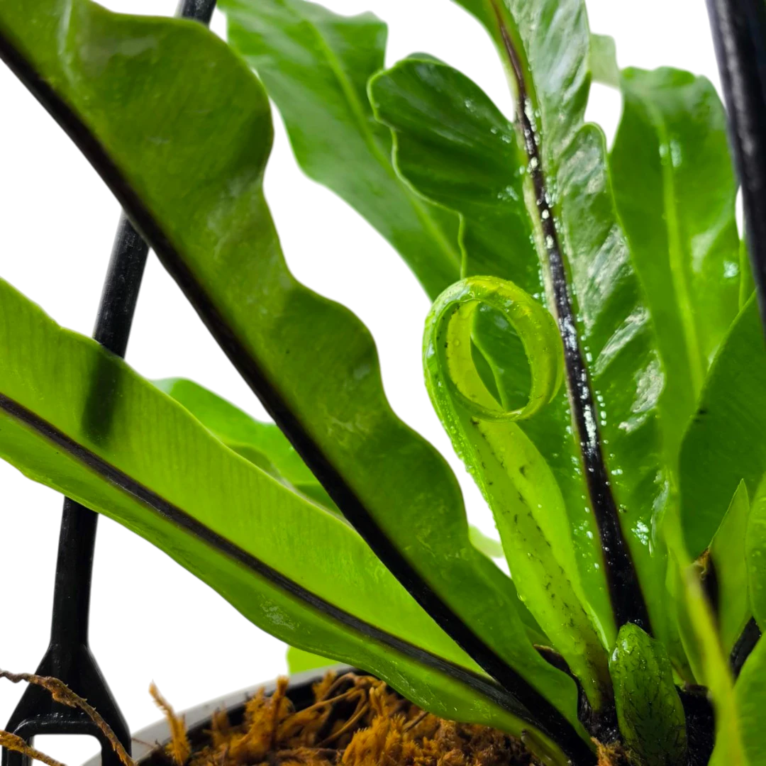 Асплениум/ Asplenium Antiquum купить