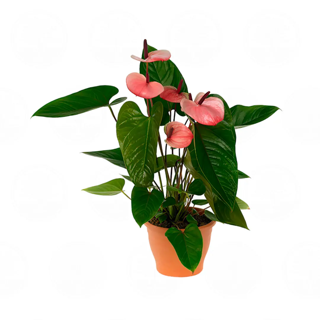 Антуриум Фламинго Пинк / Anthurium Flamingo Pink купить