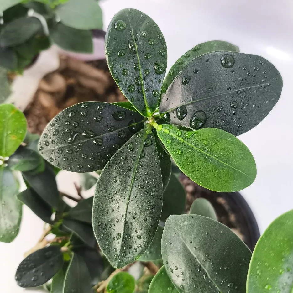 Бонсай Фикус Микрокарпа Ginseng/ Ficus Ginseng купить