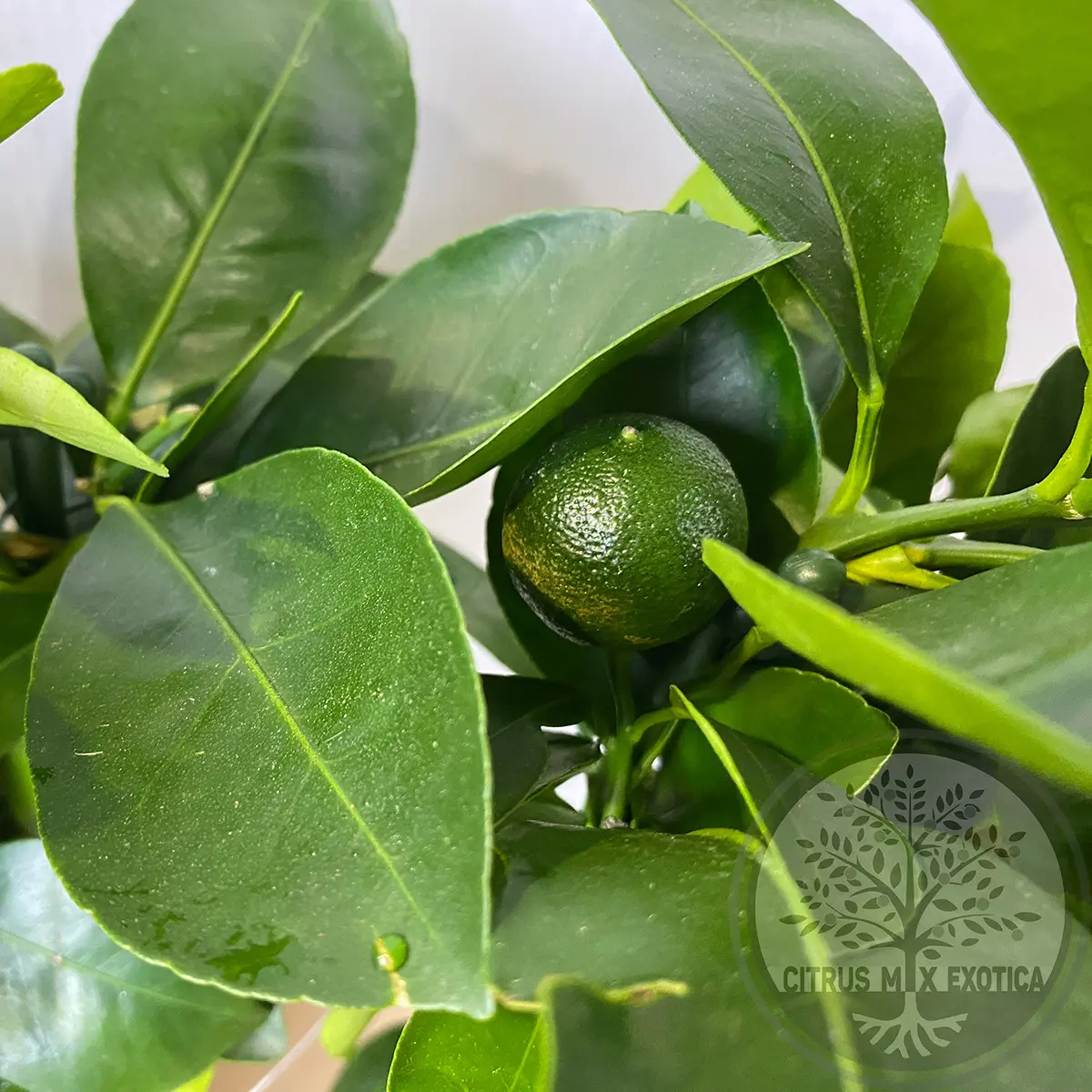 Каламондин на шпалере / Calamondin — цитрусовое растение, детальное фото
