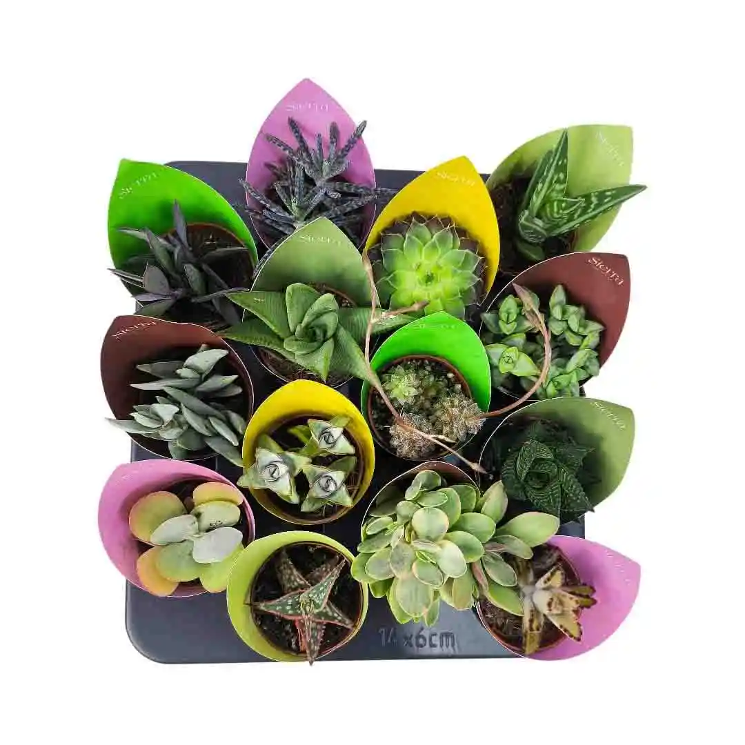 Суккуленты микс/ Succulent Mix купить