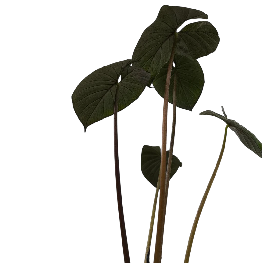 Алоказия "Chocolate Green" купить