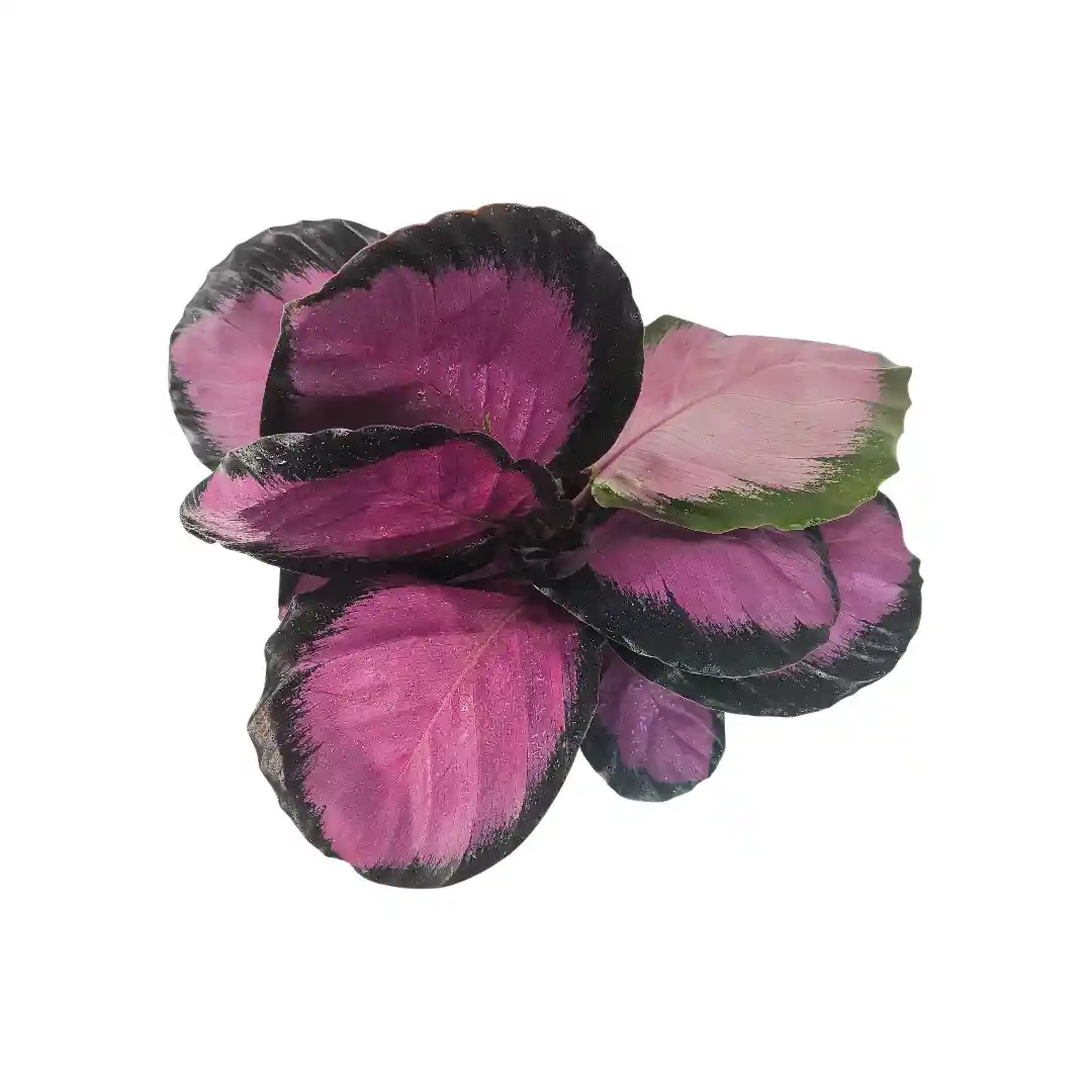 Калатея Розеопикта / Calathea Roseopicta купить
