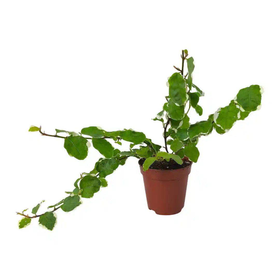 Фикус Пумила Вайт Санни /Ficus pumila White Sunny купить