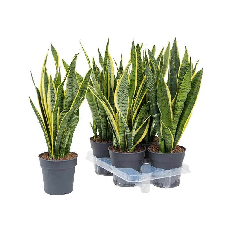 Сансевиерия trifasciata купить