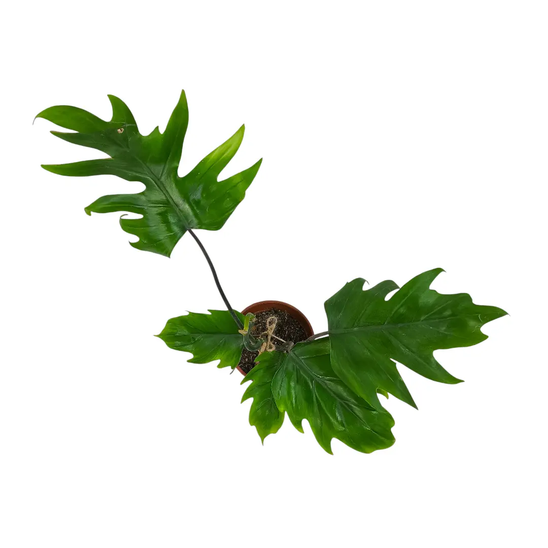 Филодендрон дваждыперистонадрезный/ Philodendron bipinnatifidum купить