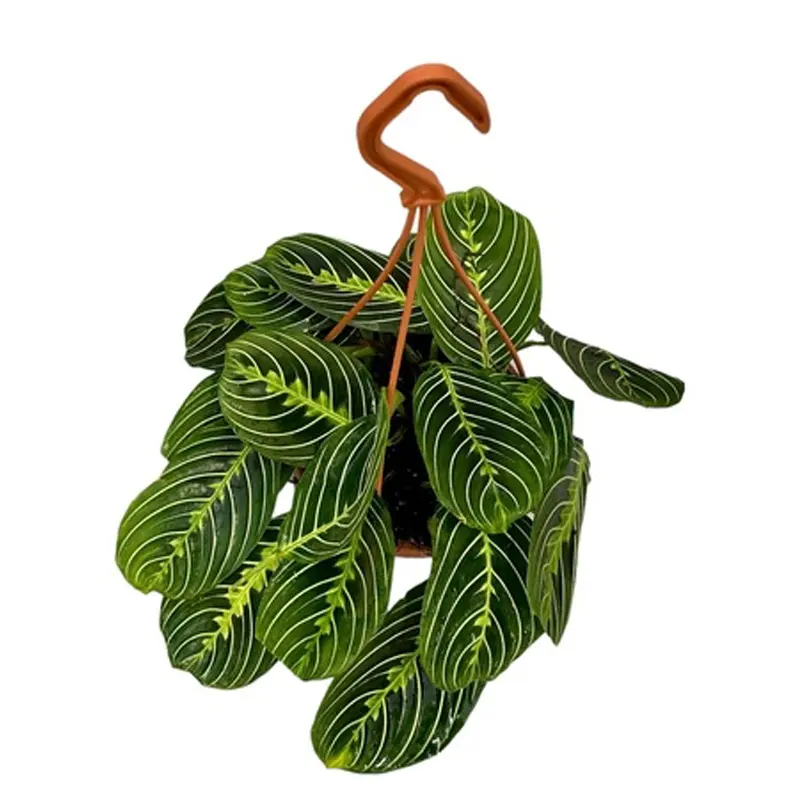 Маранта Лемон Лайм / Maranta leuconeura Lemon Lime купить