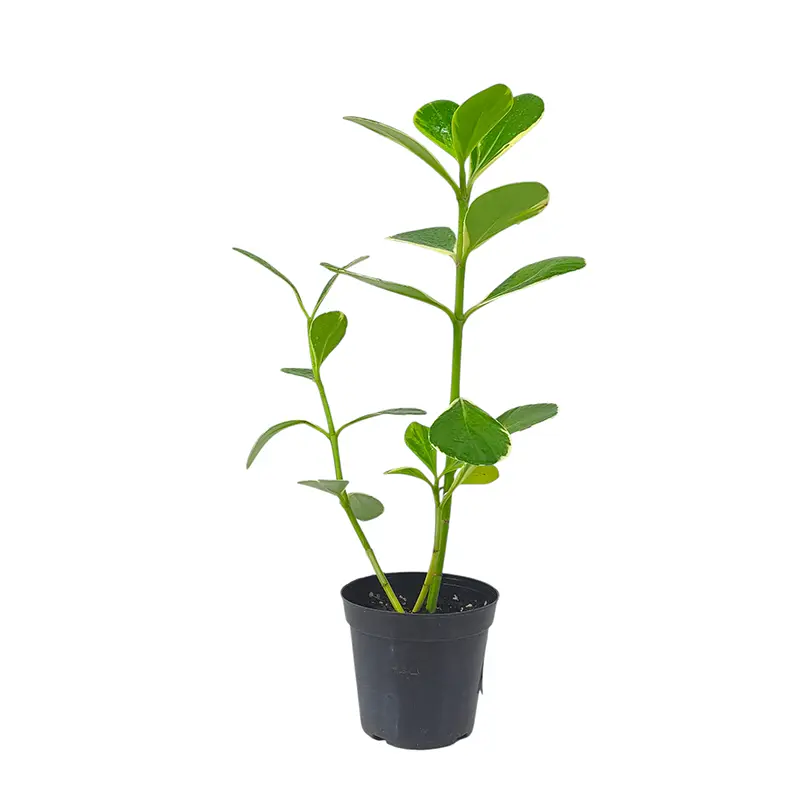 Клузия вариегатная / Clusia rosea Variegata / White Star купить