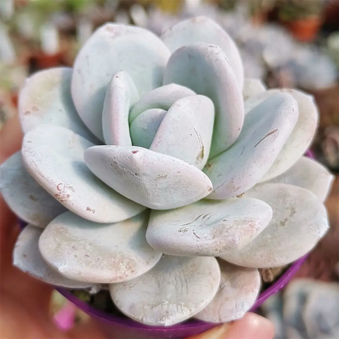 Эхеверия Лау / Echeveria laui купить