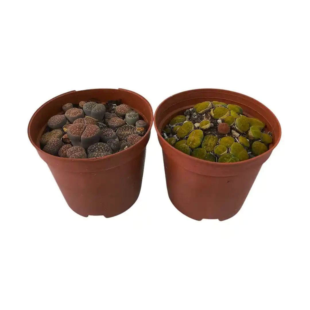 Литопс Лжеобрубленный / Lithops pseudotruncatella купить