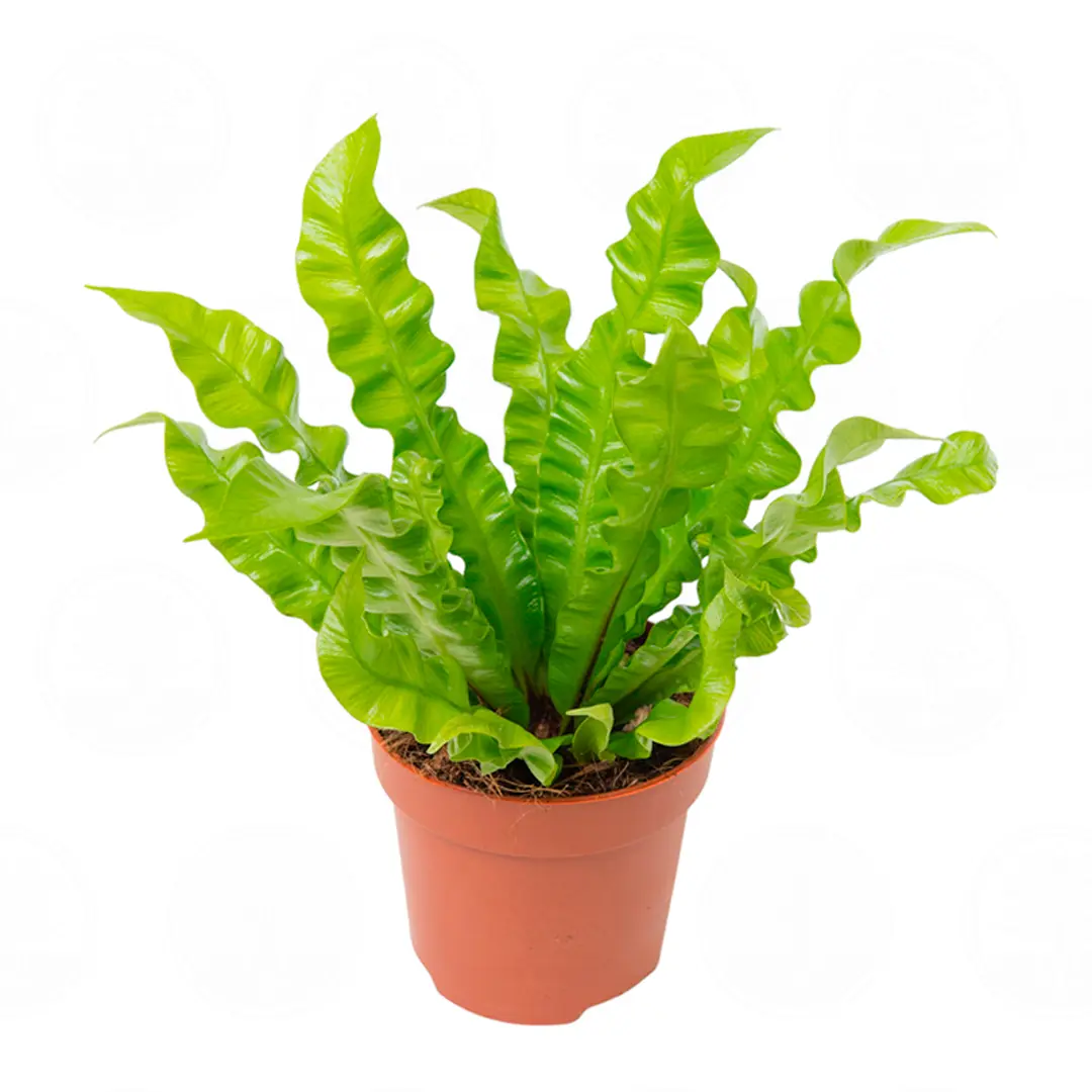 Асплениум Криспи Вейв / Asplenium Nidus Crispy Wave купить