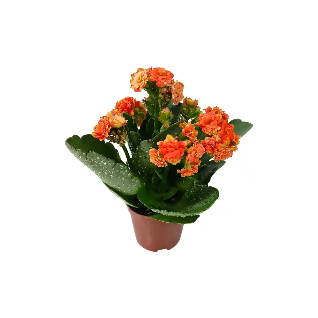 Каланхоэ Каландива Микс/ Kalanchoe Kalandiva Mix купить