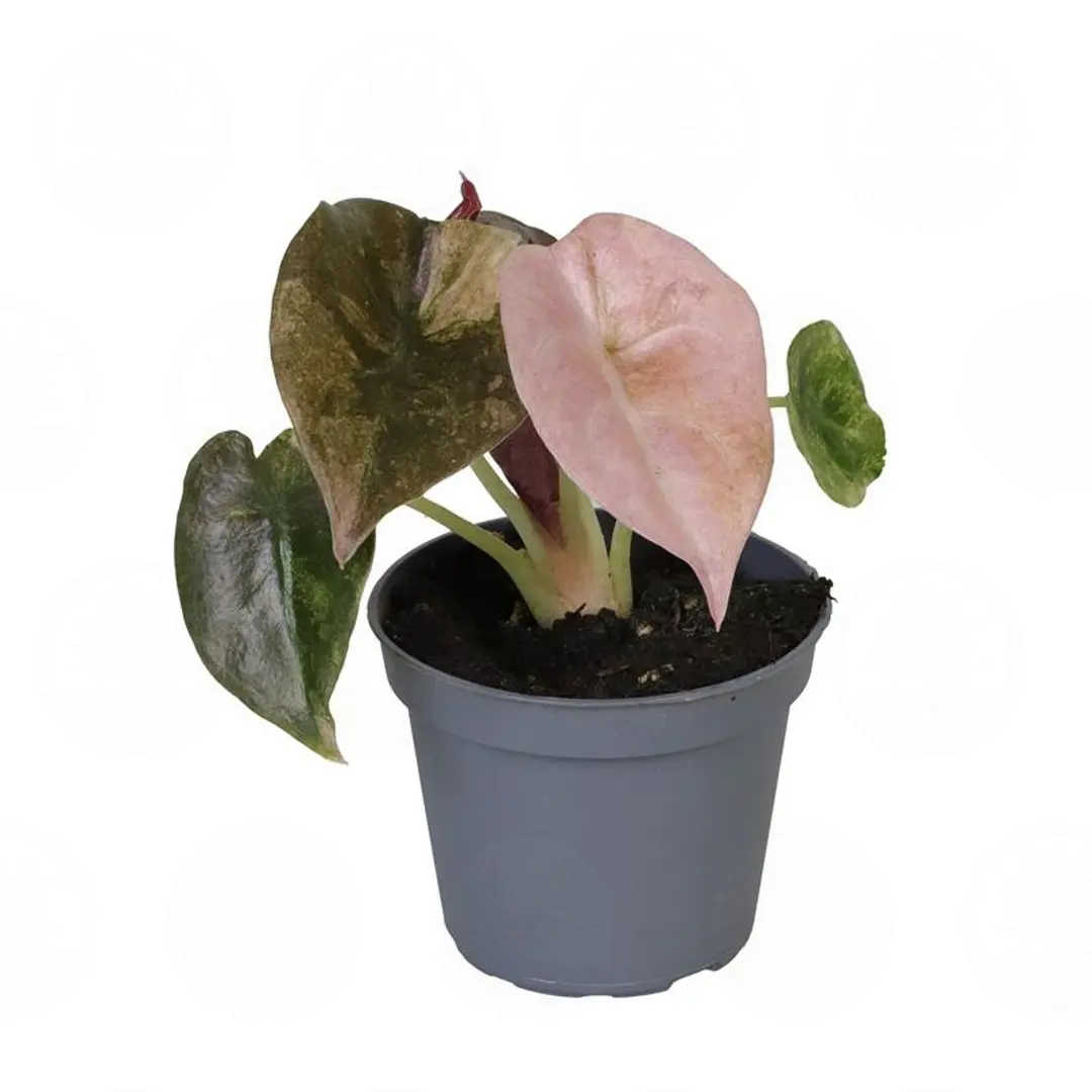 Алоказия cuprea 'Red Secret Variegata' купить