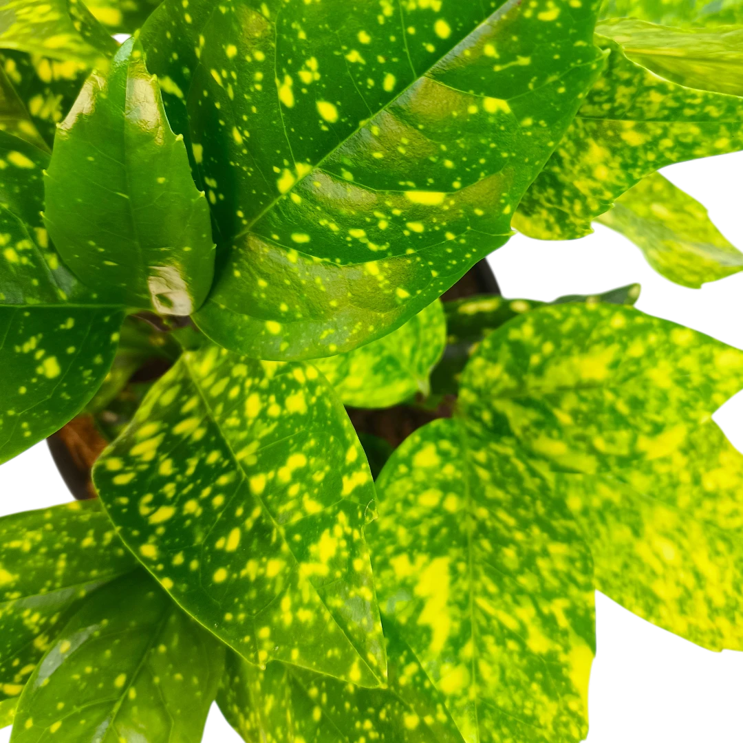 Аукуба японская Кротонифолия/ Aucuba japonica Crotonifolia купить