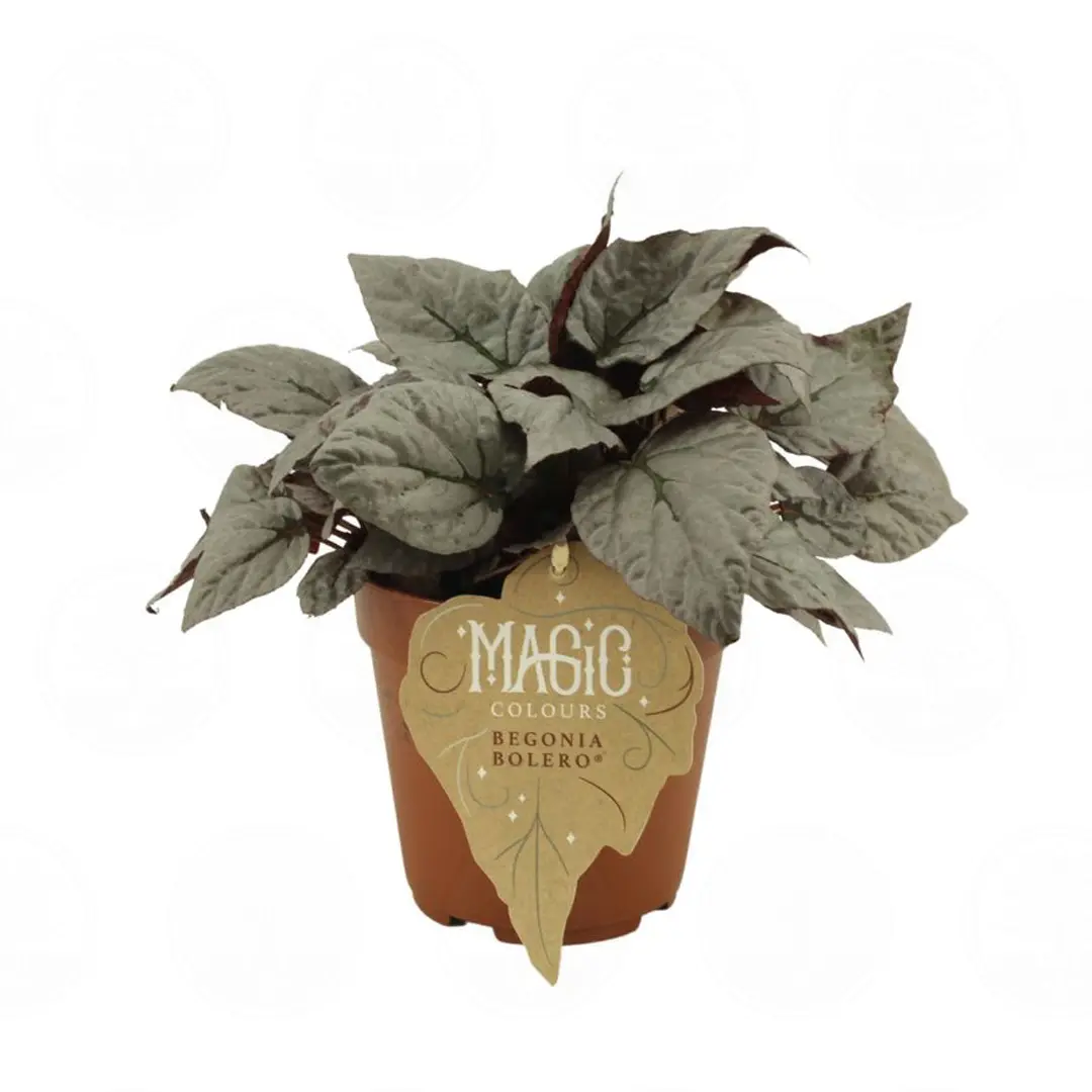 Бегония MAGIC COLOURS BOLERO купить