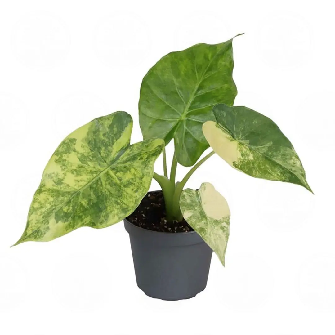 Алоказия macrorrhizos 'Aurea Variegata' купить