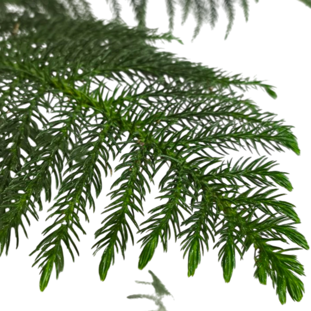Араукария высокая / Araucaria excelsa купить