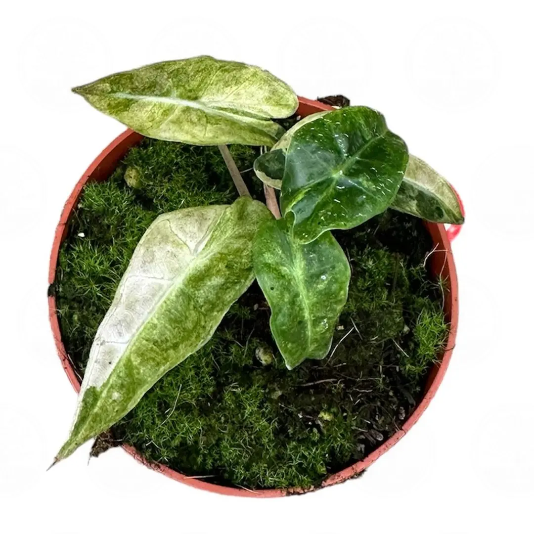 Алоказия 'Polly Yellow Variegata' купить