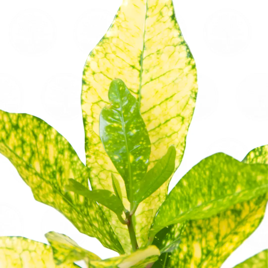 Кодиеум "Gold Sun" variegatum купить