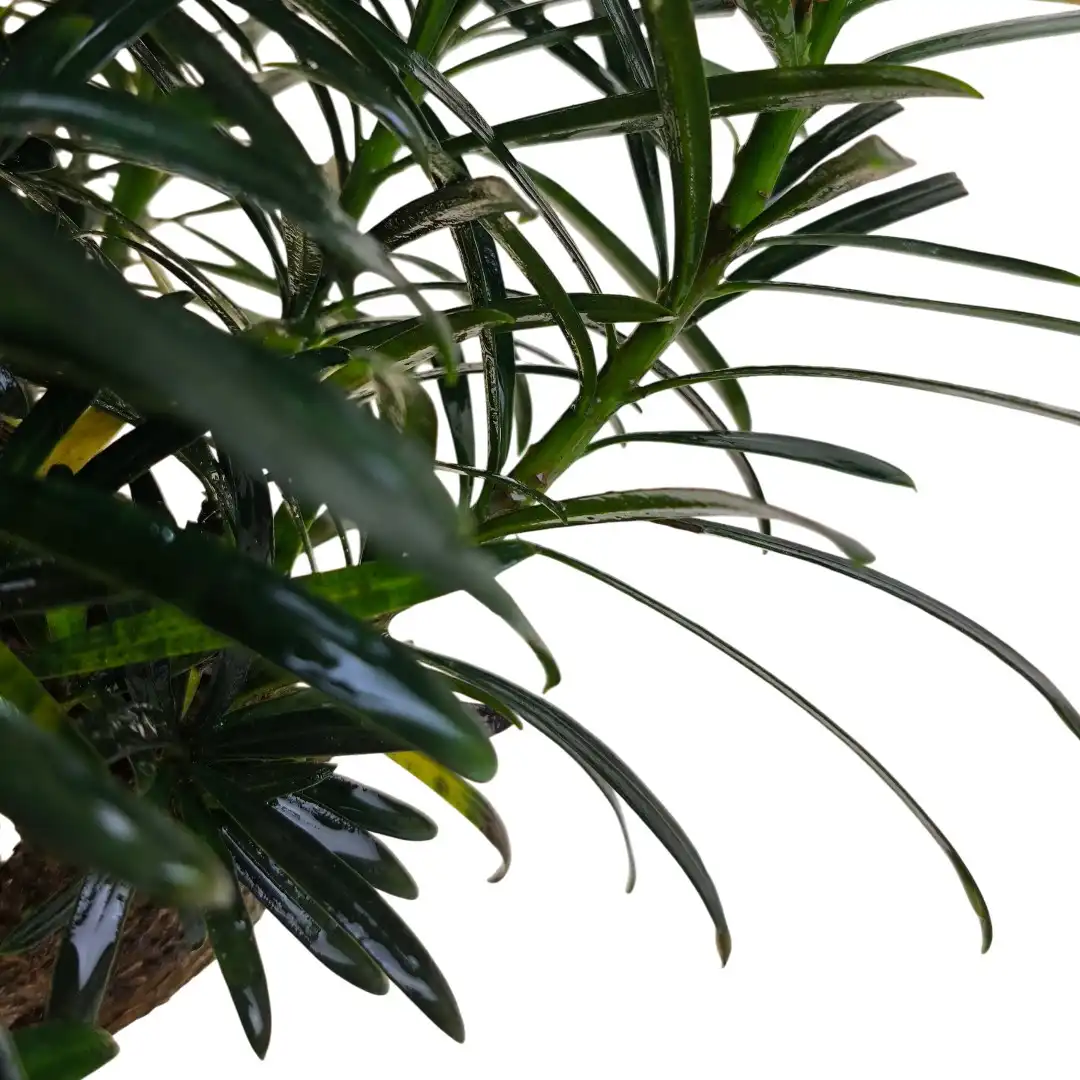 Бонсай Подокарпус / Bonsai Podocarpus купить