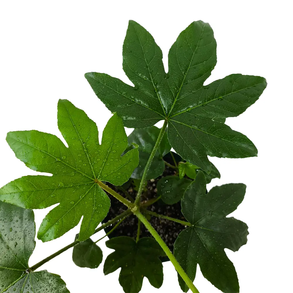 Фатсия японская /Fatsia japonica купить
