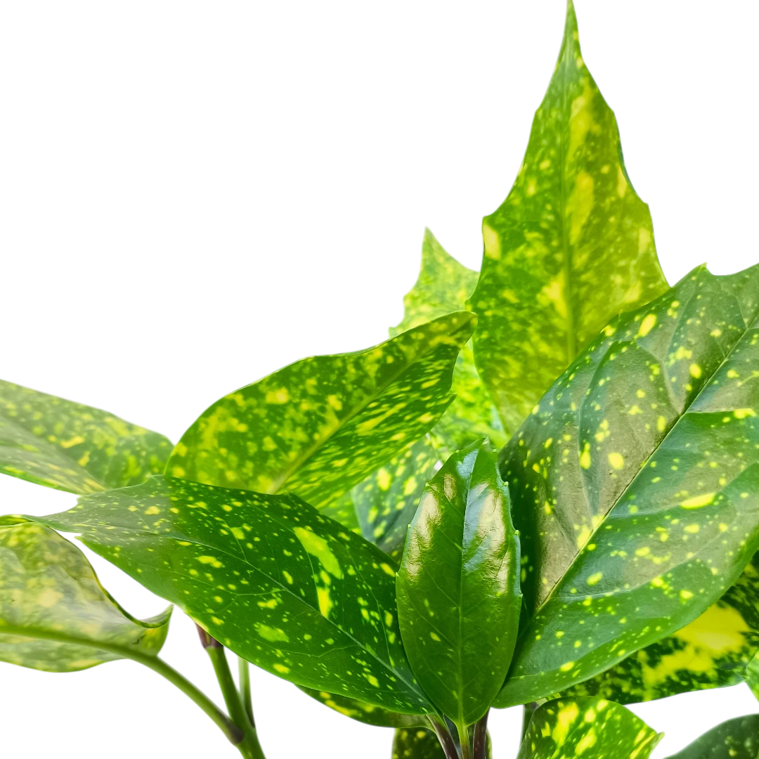 Аукуба японская Кротонифолия/ Aucuba japonica Crotonifolia купить