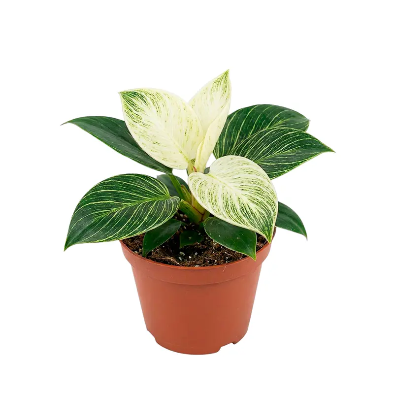 Philodendron Birkin Galaxy вариегатный лист