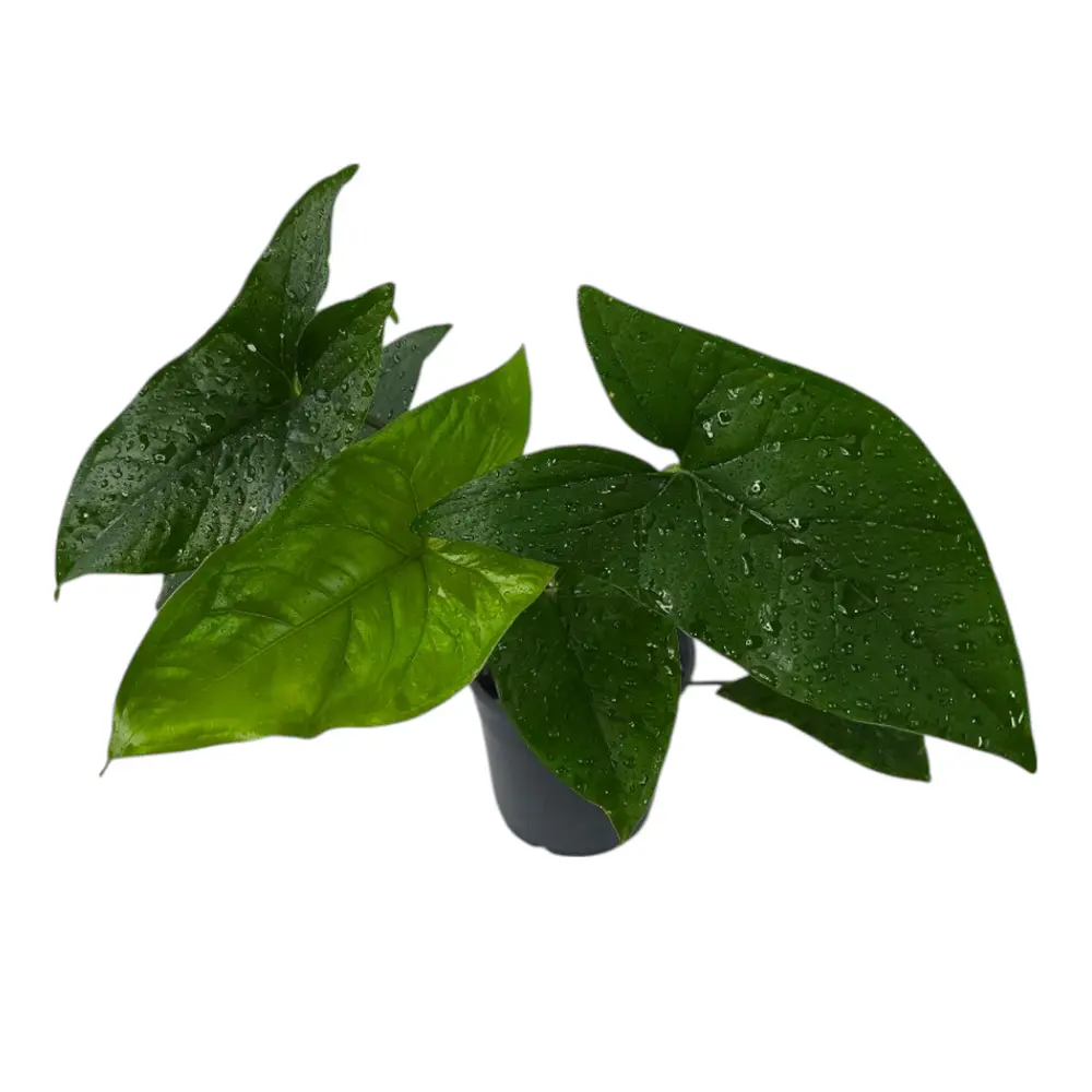 Сингониум "Green Fantasy" купить