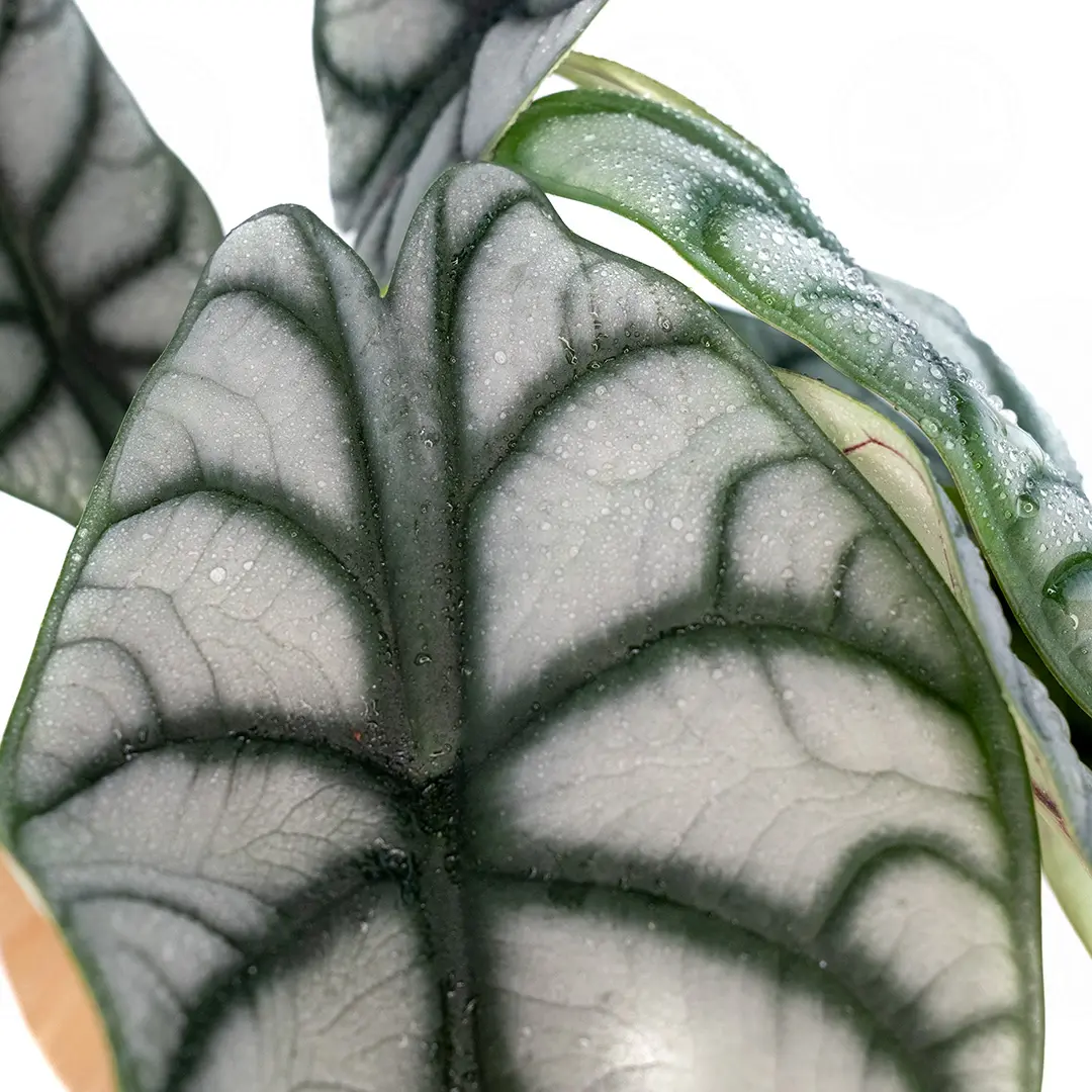 Алоказия "Silver Tarragon" купить