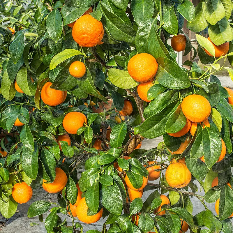Лайм Санта Барбара / Lime Santa Barbara — цитрусовое растение, детальное фото
